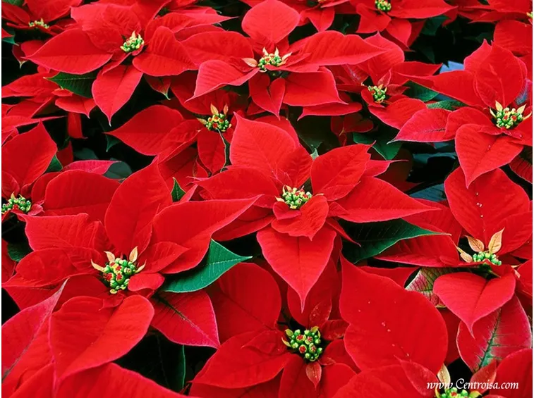 Un esemplare di stella di Natale in plastica