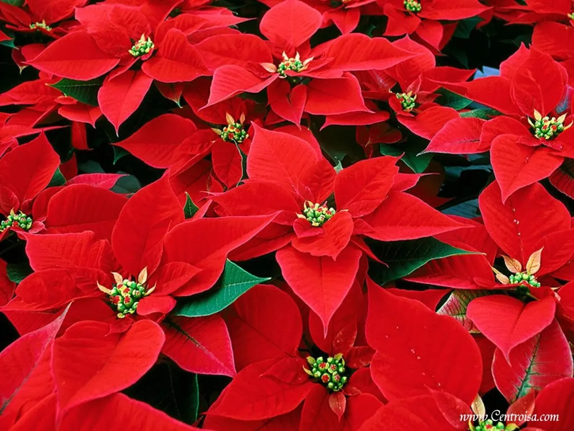 Un esemplare di stella di Natale in plastica
