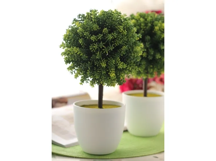 Ficus benjamin alto all'incirca 150 cm