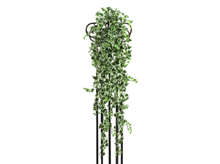Edera finta rampicante