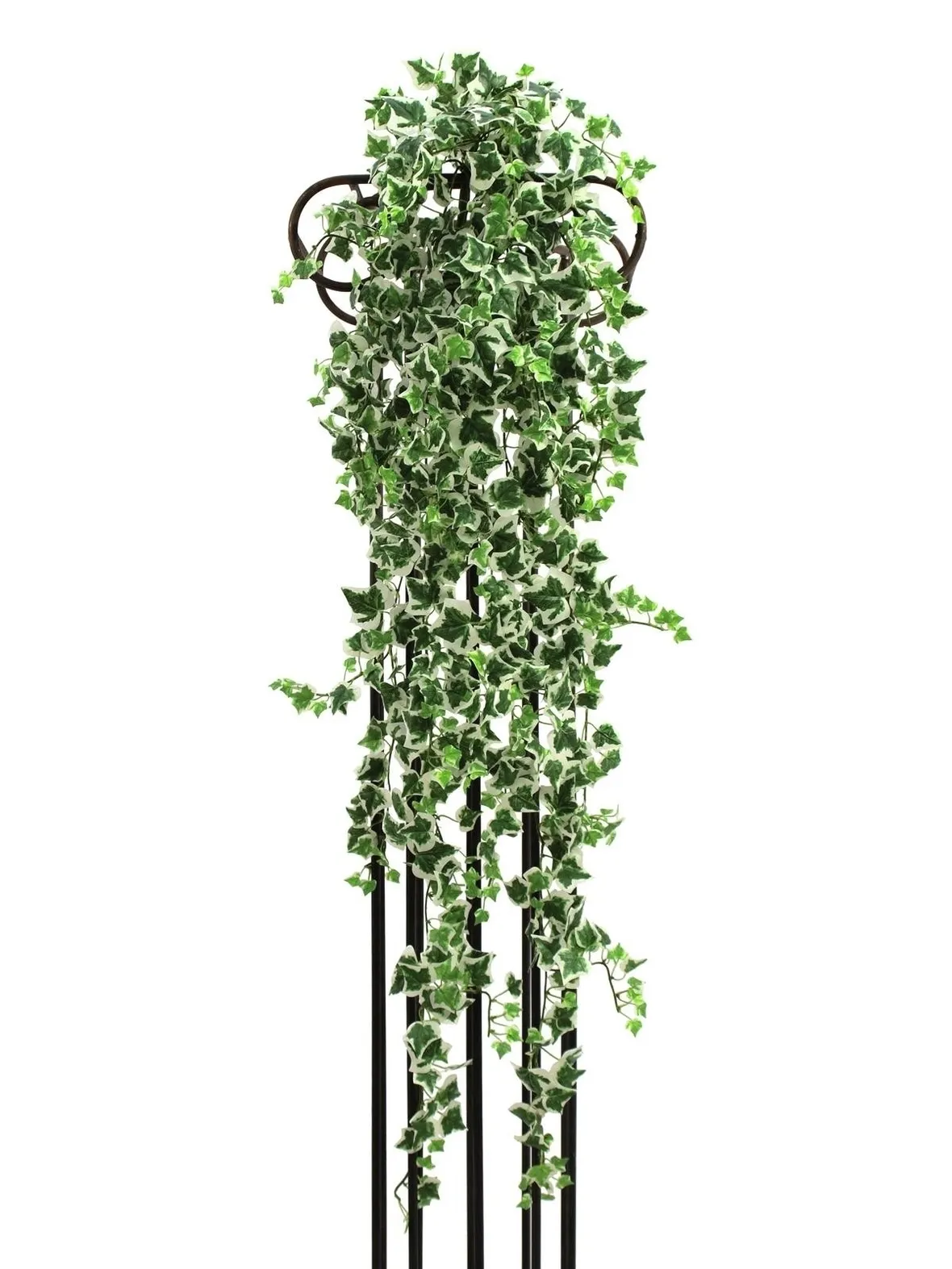 Edera finta rampicante