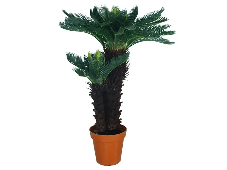 Chycas Revoluta sintetica