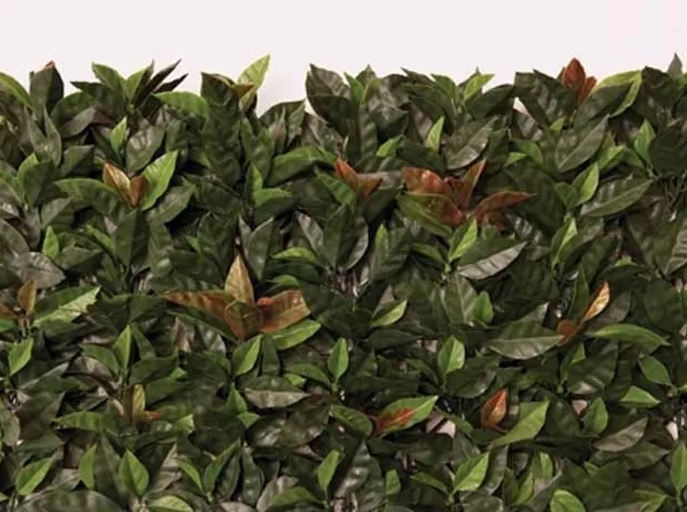 Photinia artificiale