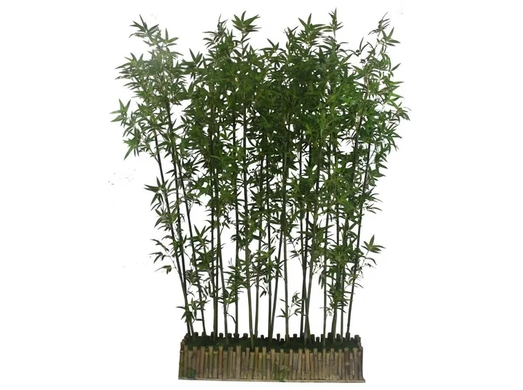 Riproduzione Bamboo