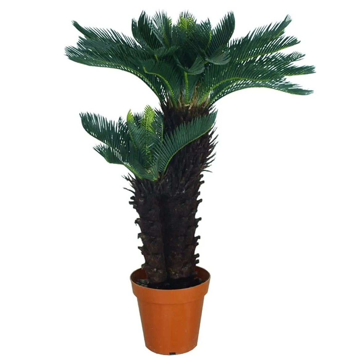 Chycas Revoluta sintetica