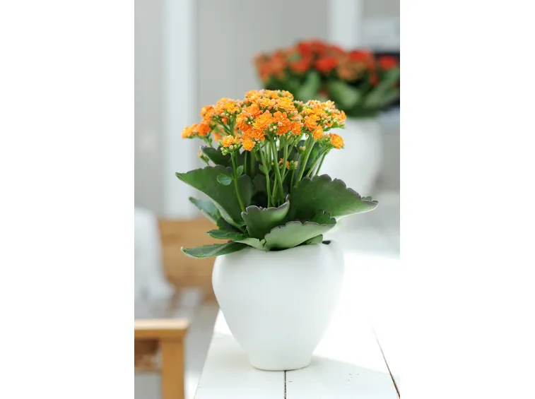 Fiore finto in vaso di ceramica