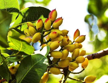 Piante di Pistacchio
