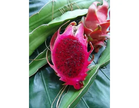 Frutto di Pitahaya