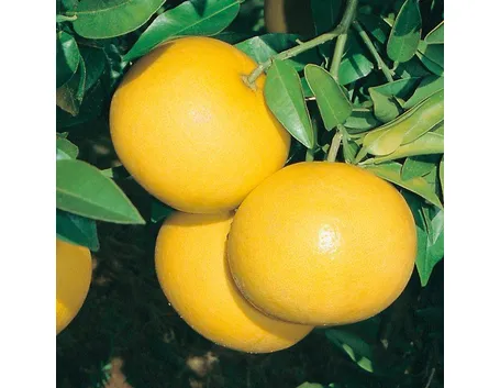 Pompelmo