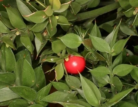 Pianta di Pungitopo