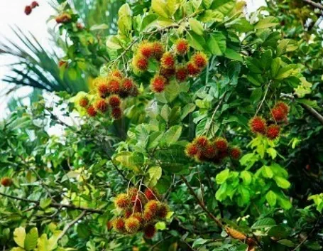 Pianta di Rambutan con frutti