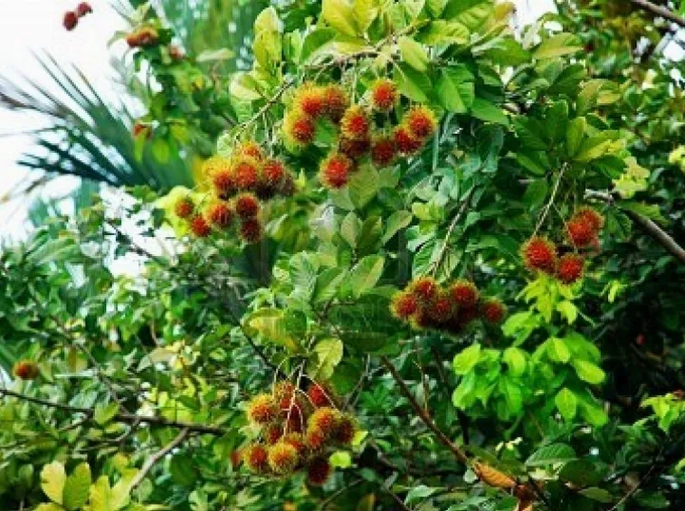 Pianta di Rambutan con frutti