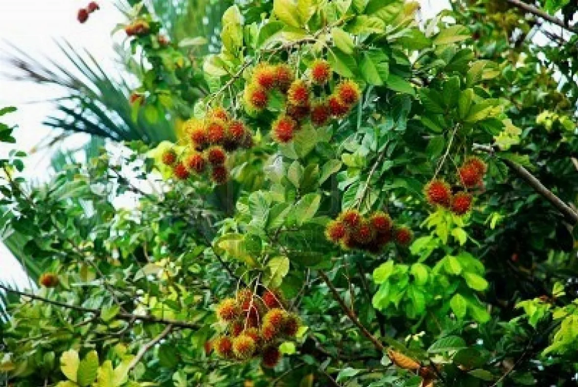 Pianta di Rambutan con frutti
