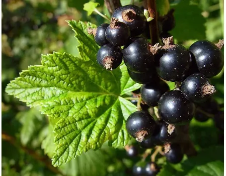 Pianta di Ribes Nero
