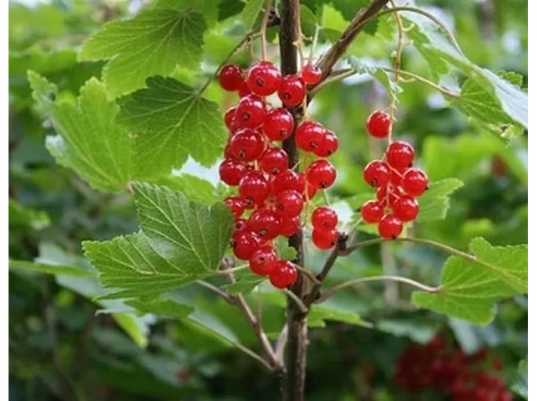 Pianta di Ribes rosso con frutti