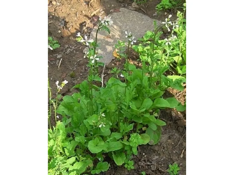Foto della Rucola