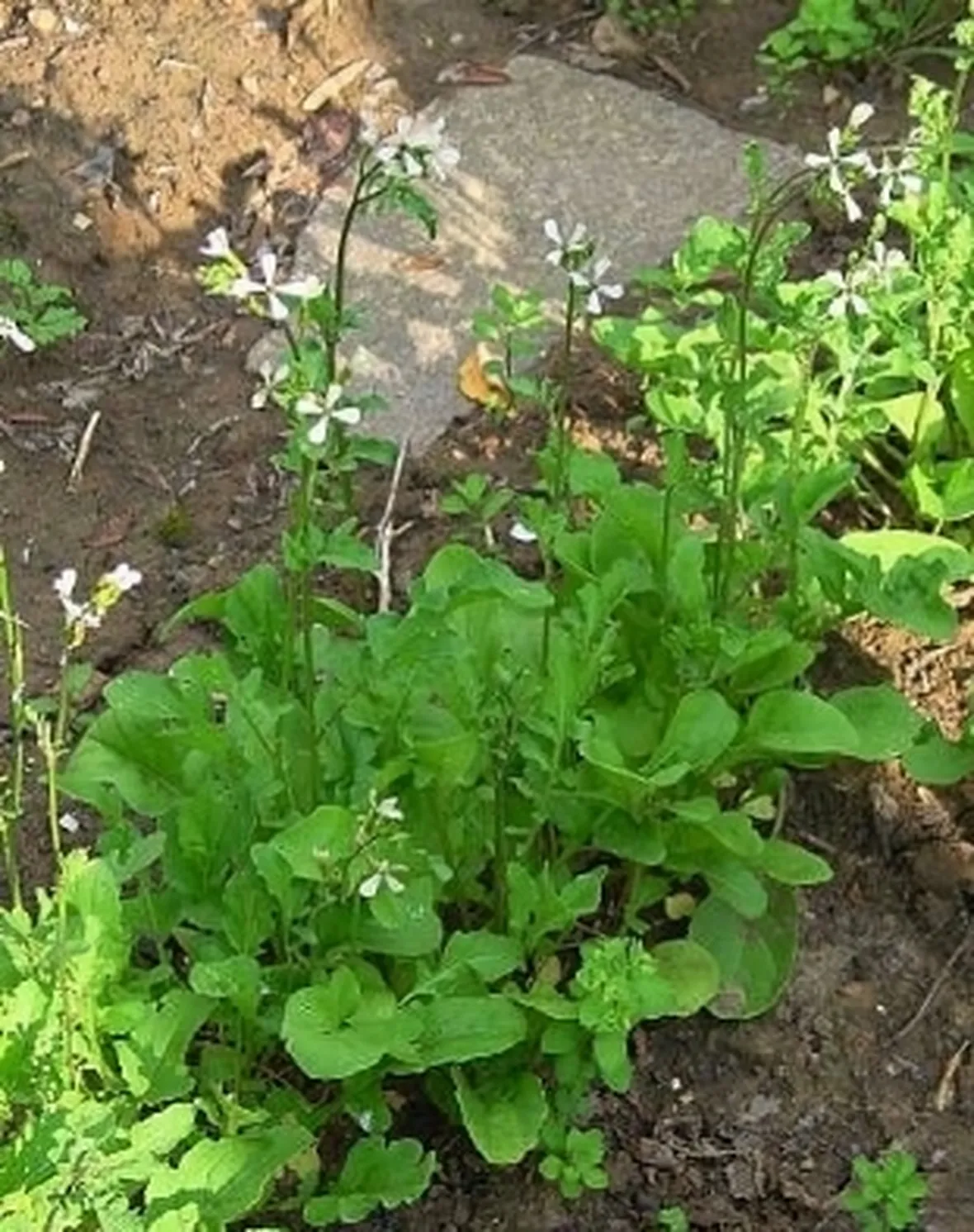 Foto della Rucola