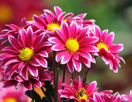 significato fiori