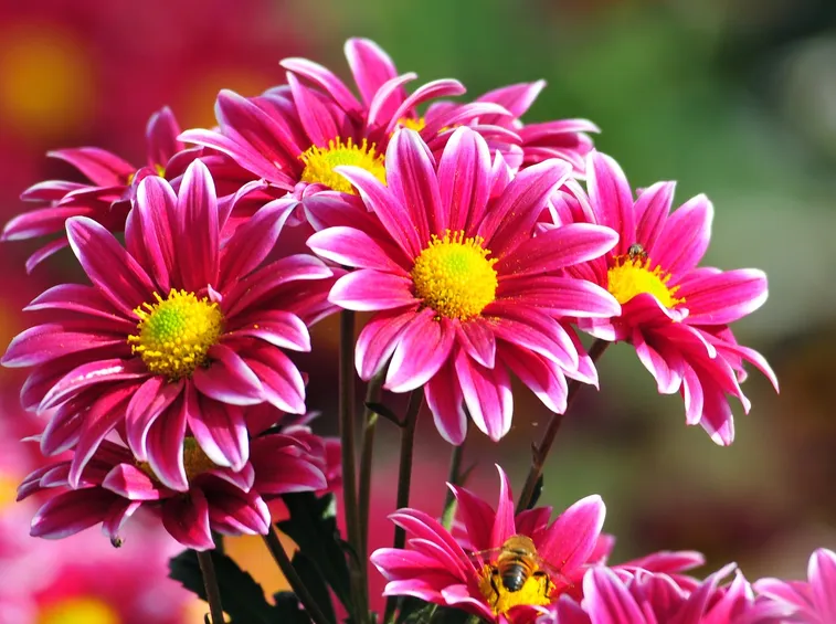significato fiori