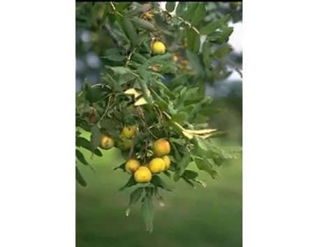 Sorbo domestico carico di frutti