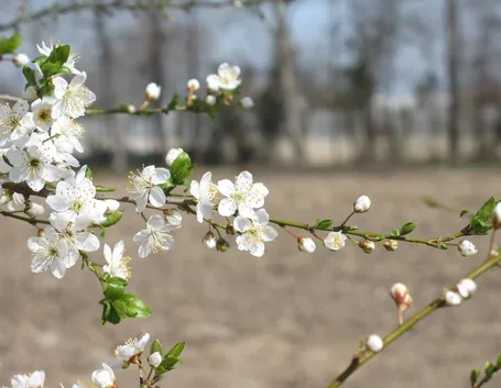 Pianta di Susino con frutti