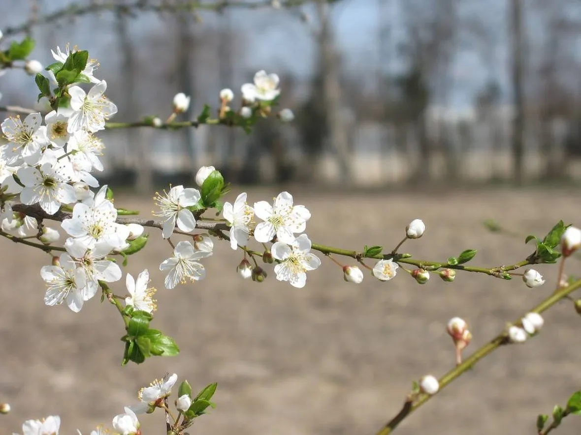Pianta di Susino con frutti