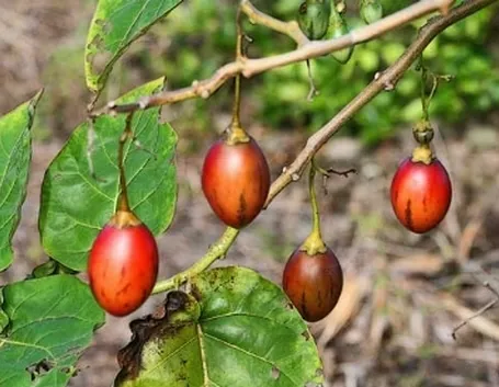 Frutti di Tamarillo