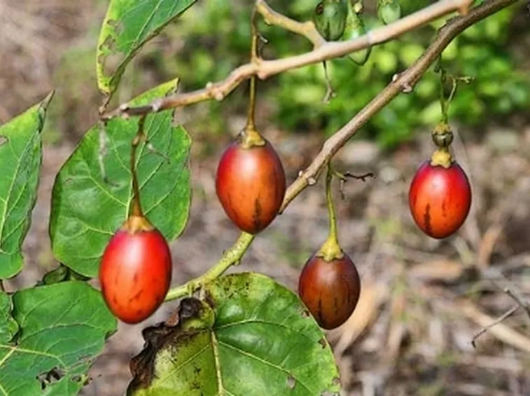 Frutti di Tamarillo