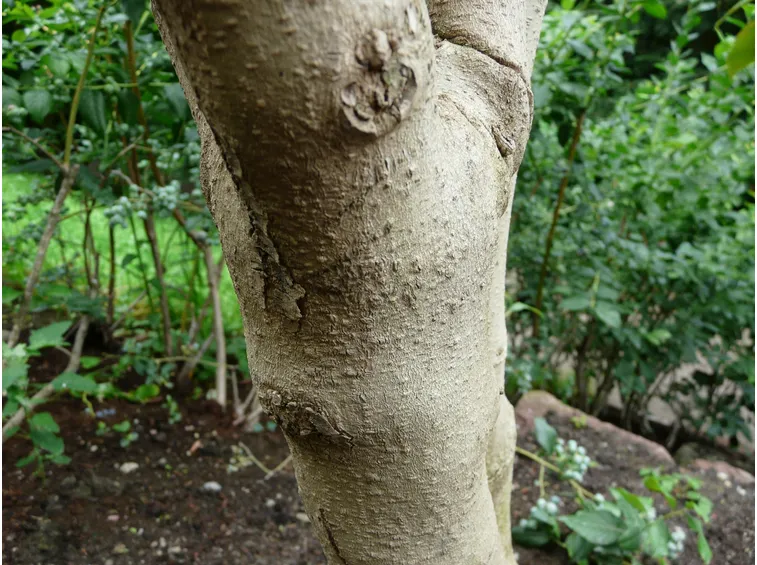 legno tamarillo