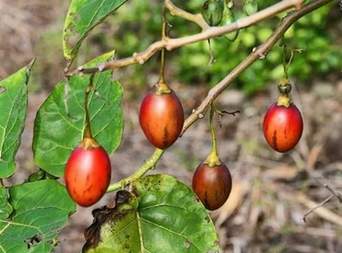 Frutti di Tamarillo