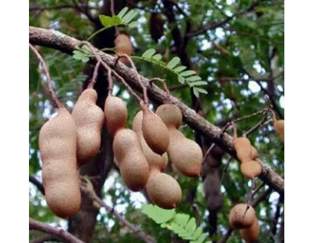 Pianta di Tamarindo