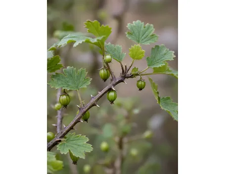 Pianta di Uva Spina