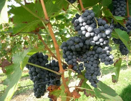 Vite con uva