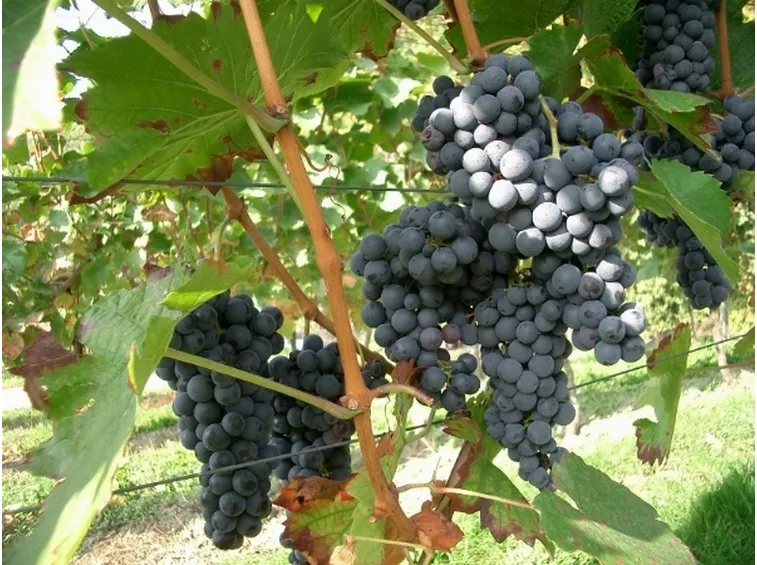Vite con uva