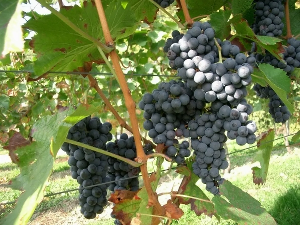 Vite con uva