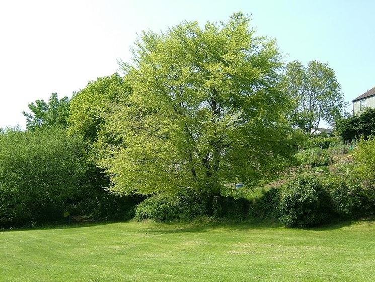 fagus sylvatica