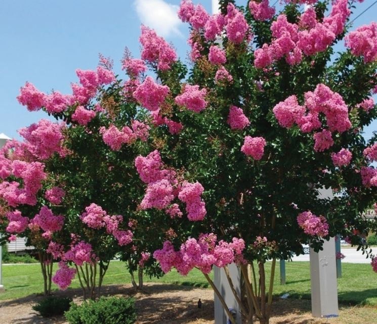 lagerstroemia indica