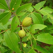 Paulownia