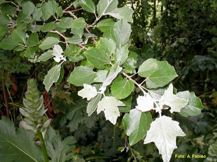 foglie pioppo bianco