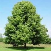 tilia cordata