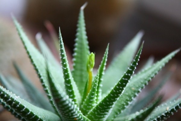 Aloe vera controindicazioni