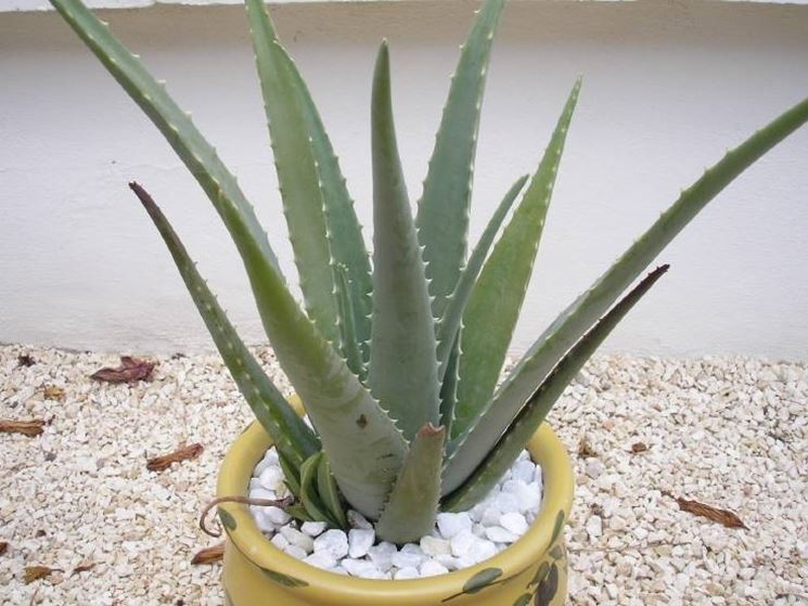 Aloe in vaso