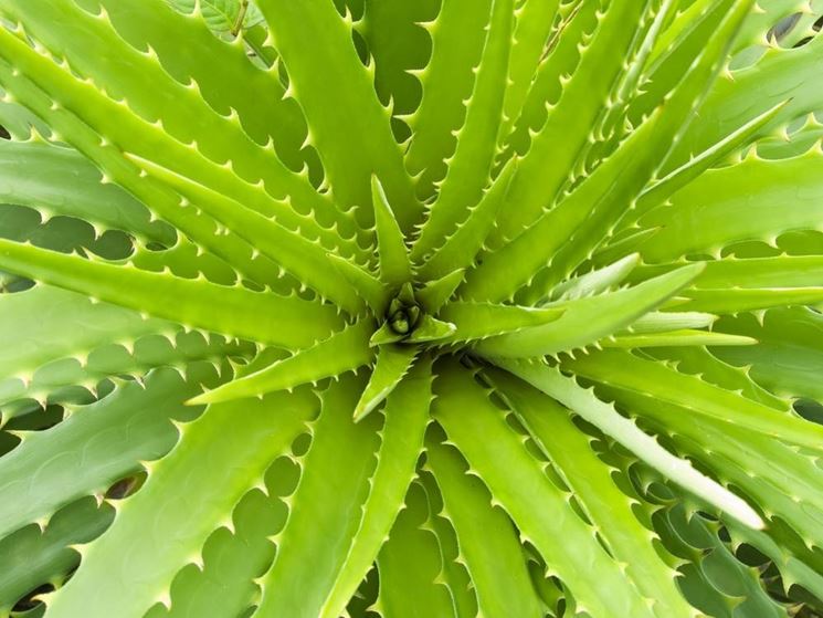 Aloe Vera pianta