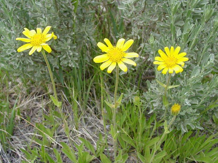 arnica fiore nei prati