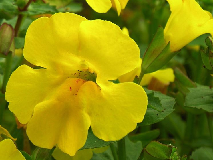 Fiore di mimulus