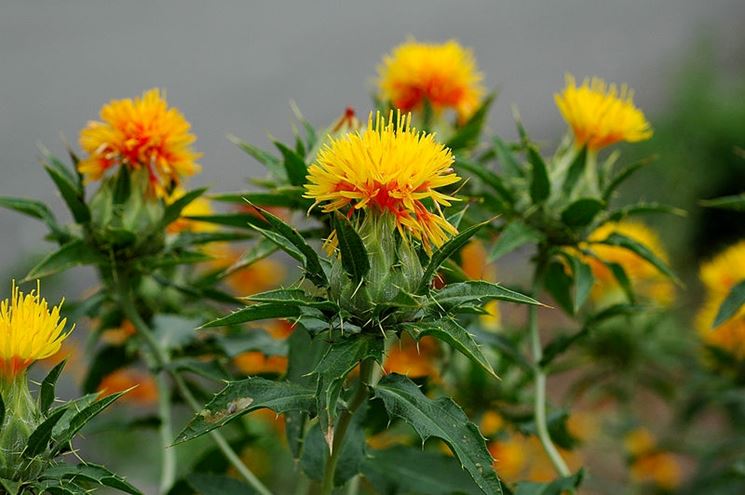 Fiore di cartamo