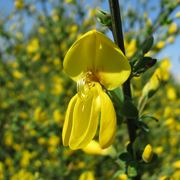 Cytisus