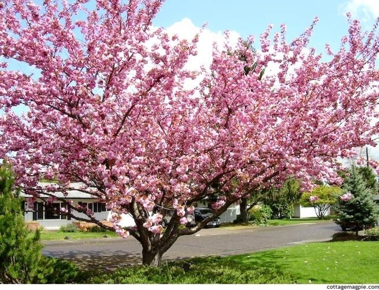 sakura in fiore