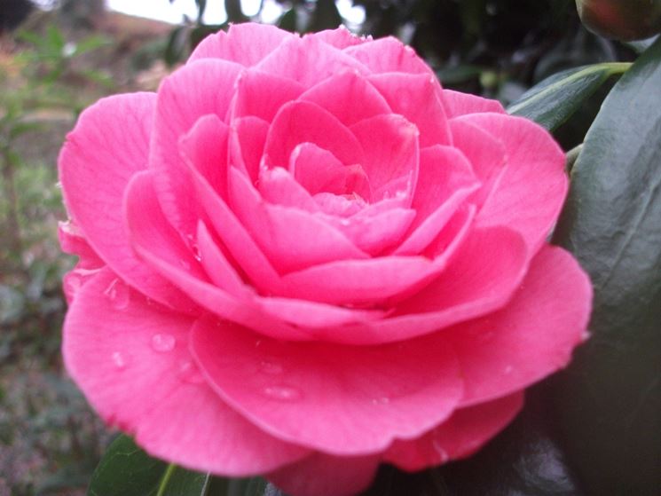 Camelia, simbolo d'amore