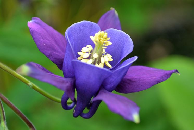 Fiore viola aquilegia